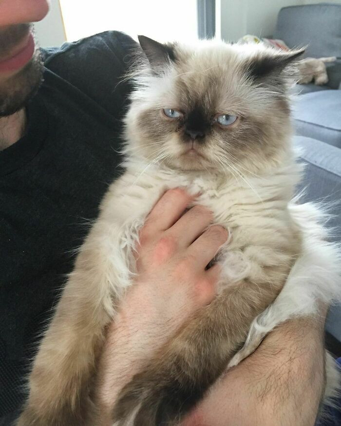 17. This cat's face says: "Just Put Me Down, Stop with This Foolishness"
