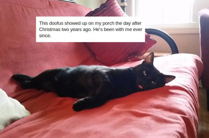 Cat lover holds a chubby cat named Little Pumpkin, purring contentedly