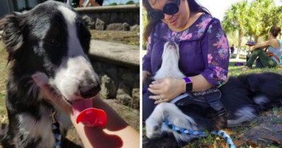 Therapy Doggo Brings Love and Comfort to Students Following Horrific School Shooting