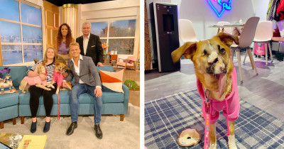 Sweet Dog Who Survived Being Cruelly Beaten & Shot In The Face Wins Everyone's Hearts