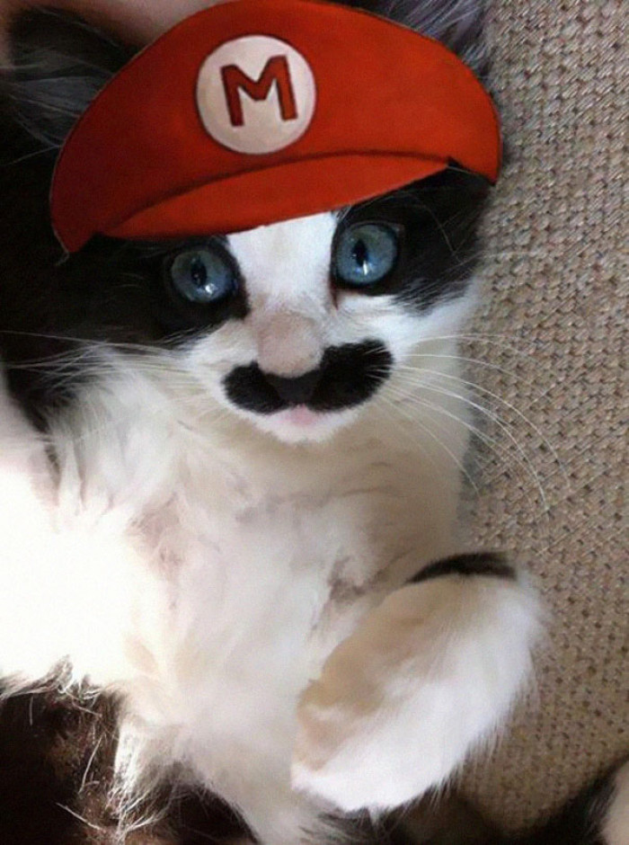 Mario or Meowio
