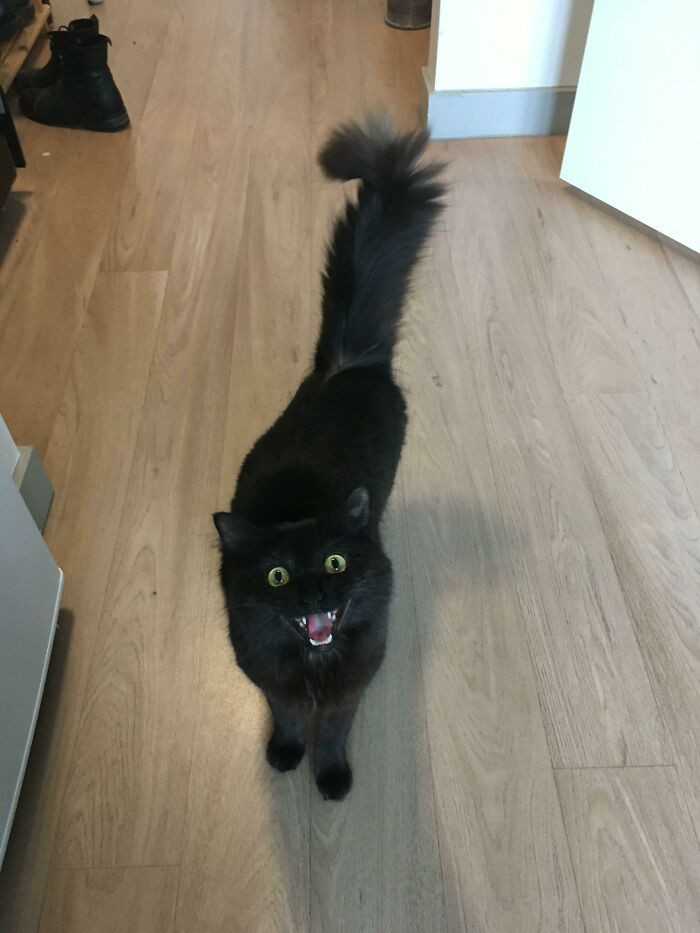 12. Yelling At Me In An Attempt To Corral Me To Her Food Bowl