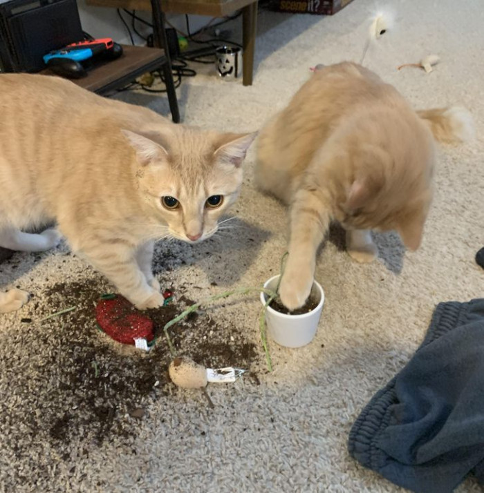 13. “Got two kittens because we heard they were less destructive when they have a friend. My poor succulent now knows otherwise…”