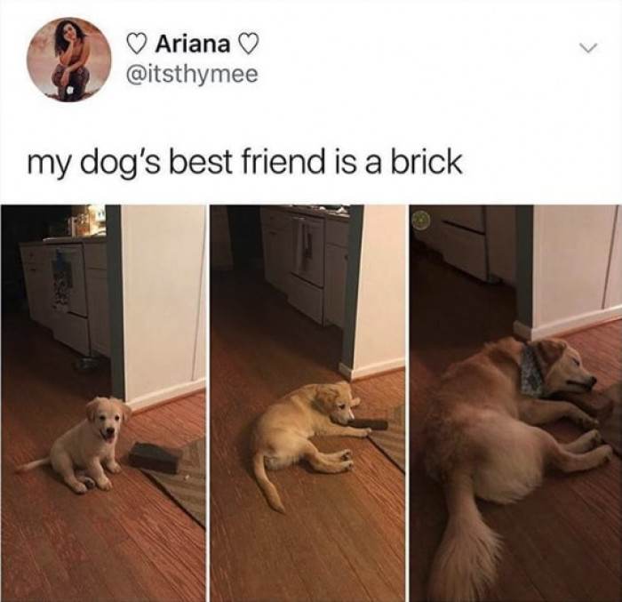 Wholesome Animal Pictures That Will Have You Begging For More