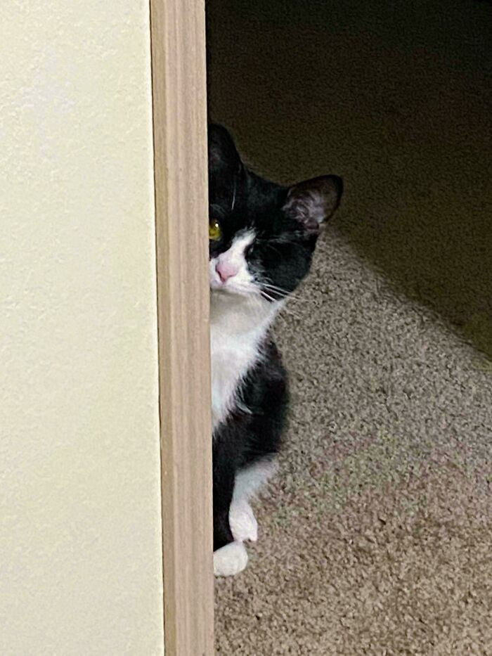 3. This is how my one eyed cat peeks around