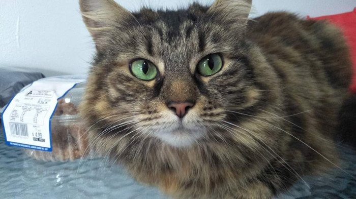 "Our clinic cat, Onsie."