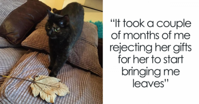 This Adorable Kitty Realized Her Owners Didn't Like Her Normal Gifts, So She Brought Home Leaves Instead