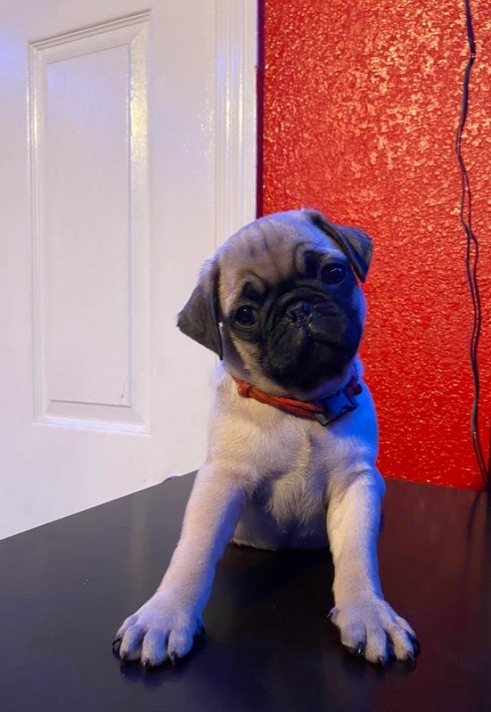 3. “I got a new puppy today! What should I name him?”