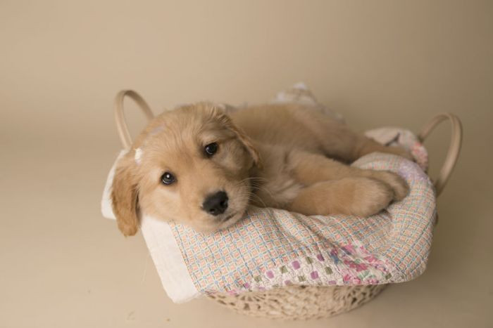 Puppy in a basket