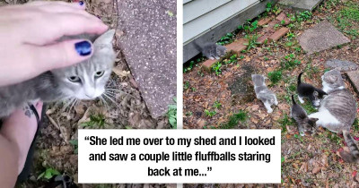 Stray Cat Introduces Her Kittens To The Woman That's Been Feeding Her