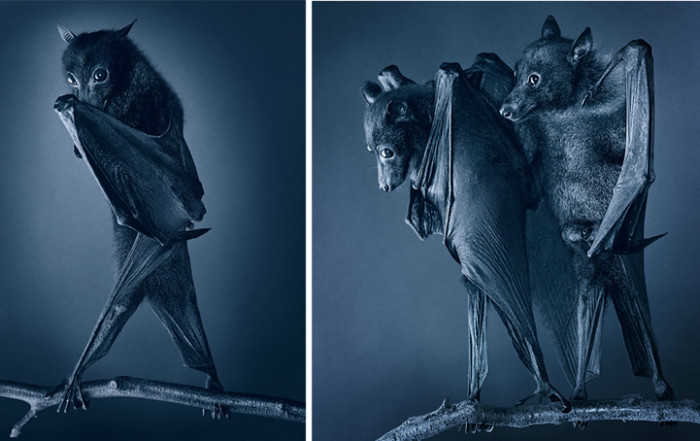 Compassionate bats.