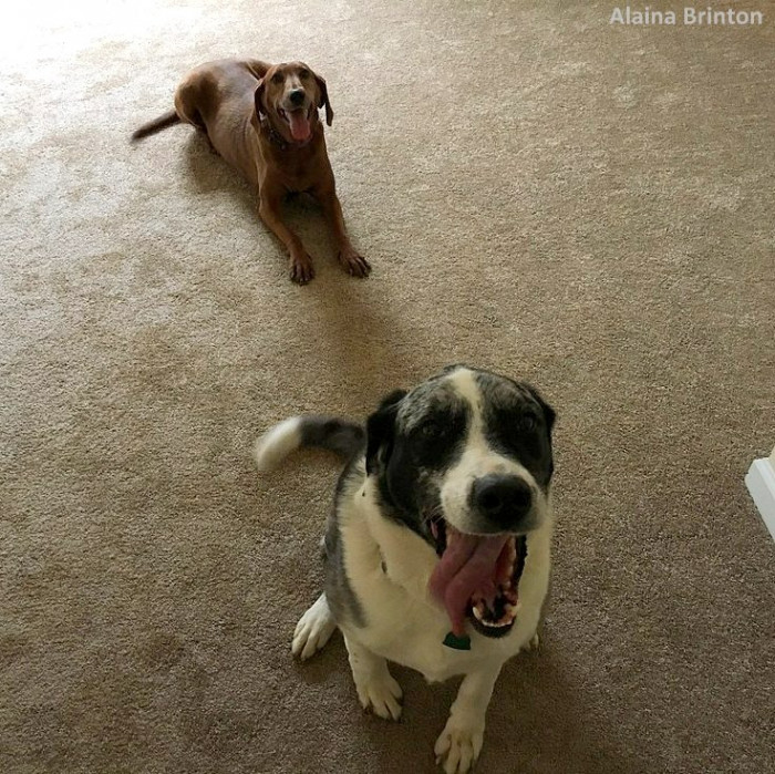 They were best friends at the shelter