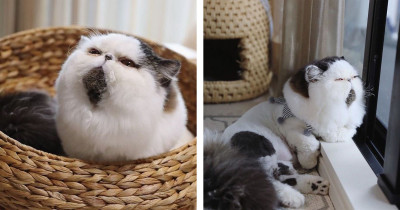Meet Zuu – The Cat Who Is Fed Up With Life And Constantly Disappointed In Everything