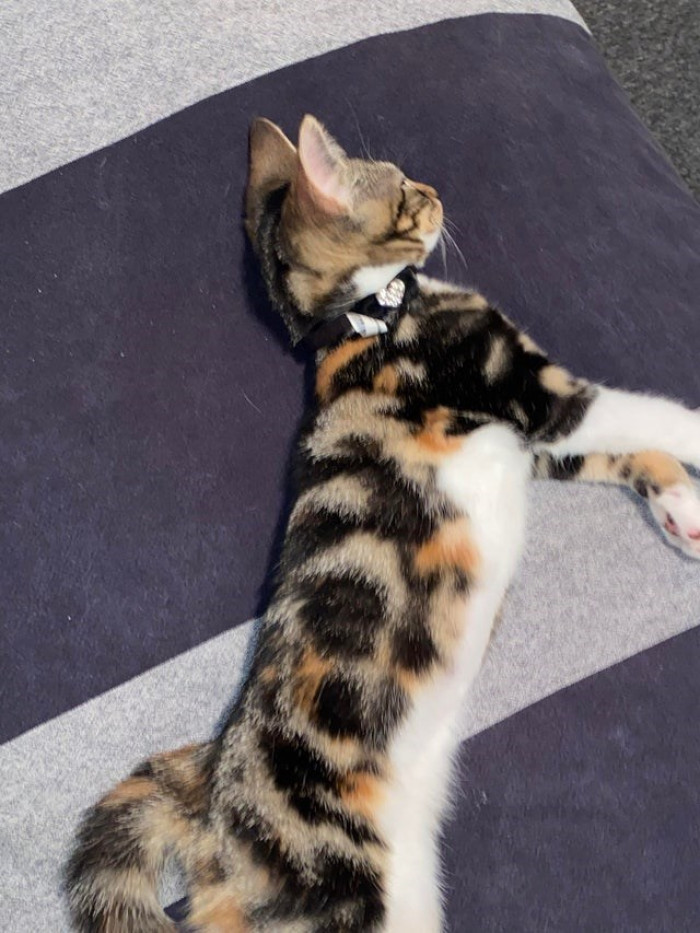 9. Look at her stunning pattern.