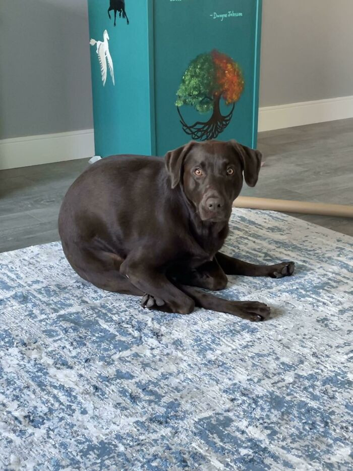 26. "I Have Never Seen A Dog Sit/Lay Like This Before"