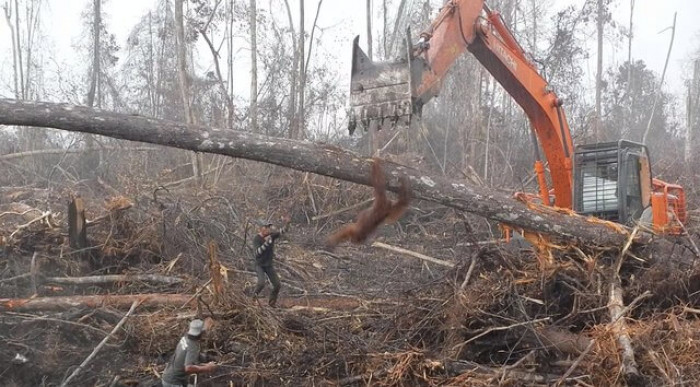 Tumbling below into it's destroyed home