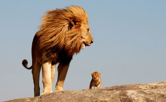 14. Lion showing his cub his kingdom