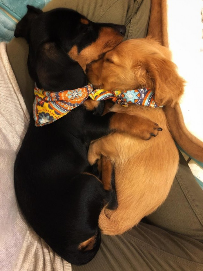 Pupper cuddles