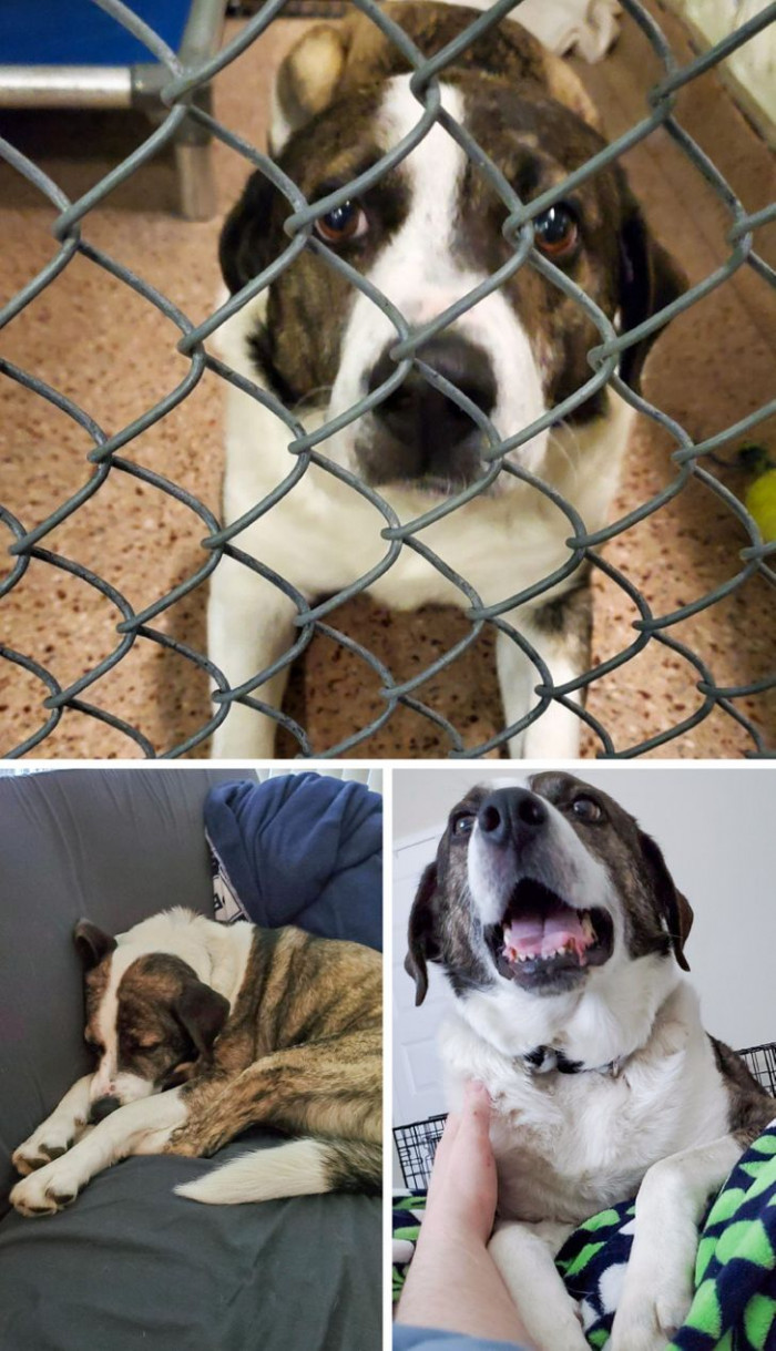 8. “The top photo is in the shelter; the rest are in his new forever home.”