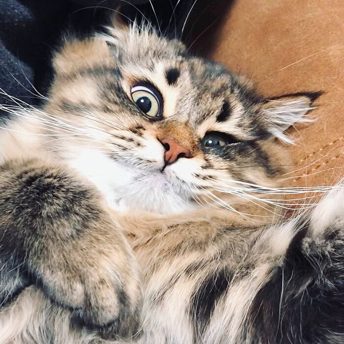 34 Photos Showing A Cat’s Meme-Worthy Facial Expressions