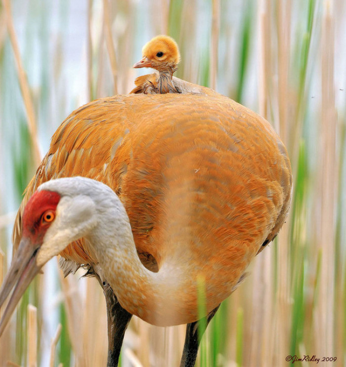 18. Baby birdie sitting on top of mama