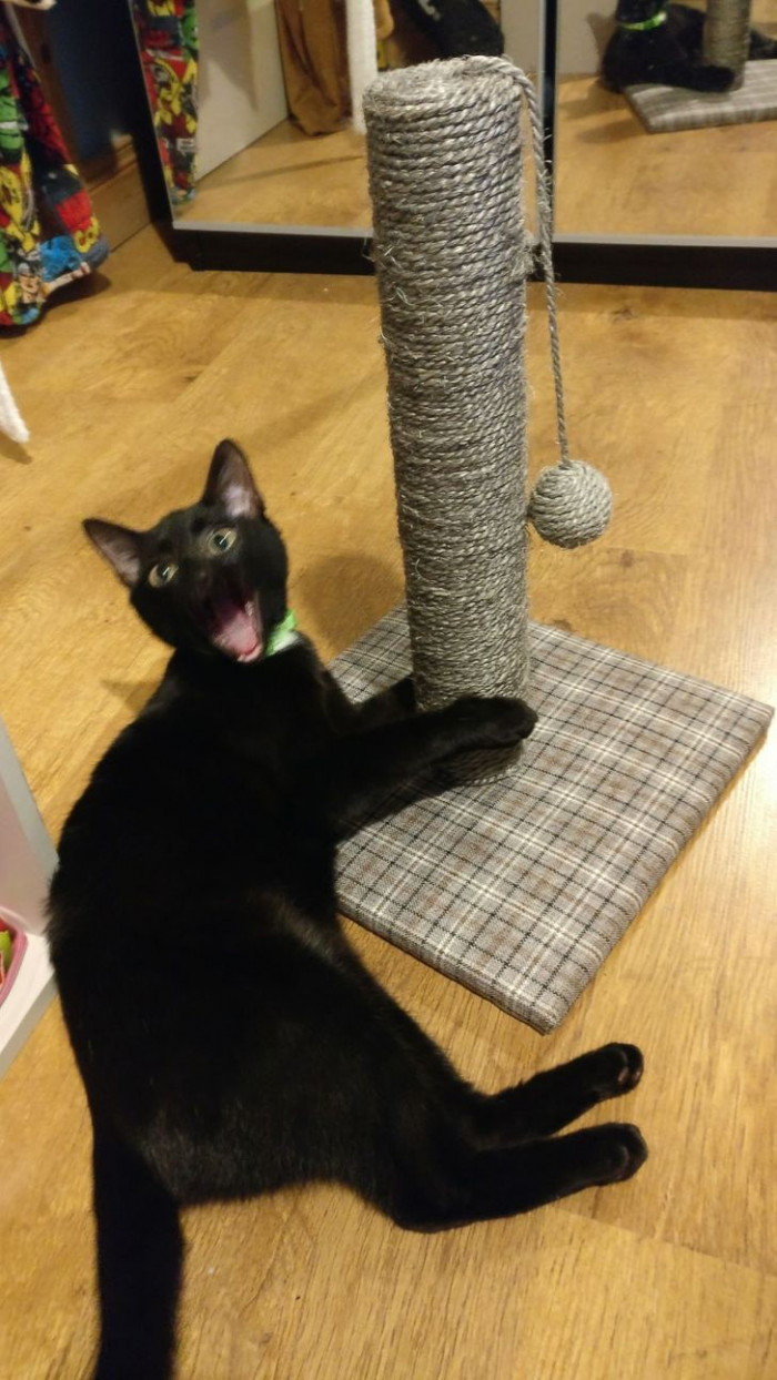 14. This kitty is super excited about his new scratching post.