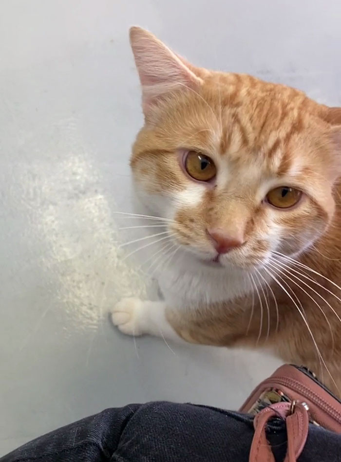 38. Ginger cats are the coolest