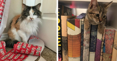 These Cats All Have Very Important Jobs