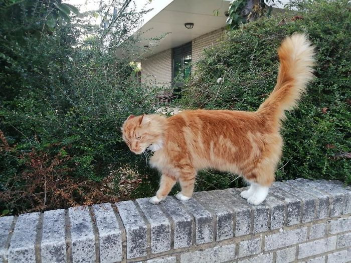 "Met This Fierce Lion On My Walk Today. Floof Setting - Extreme. Friendliness - Off The Scale. Miaow Volume - Turn It Down! He Followed Me For A While Before Returning To The Savannah"