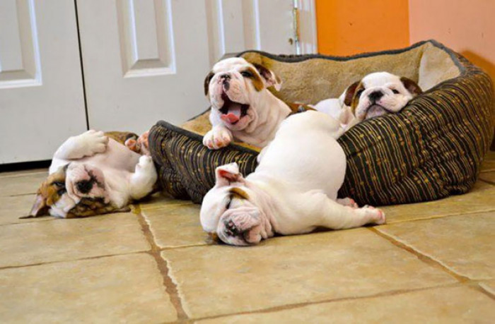 #44 One little Bulldog puppy rolled out of bed, another one...