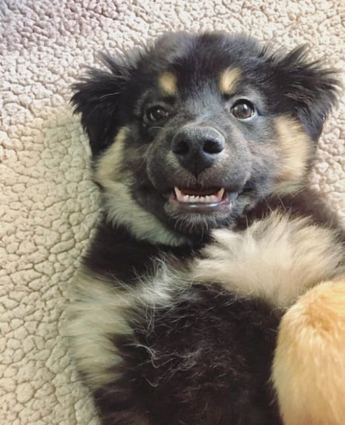 Close-up of a fluffy dog, cute expression, overflowing joy