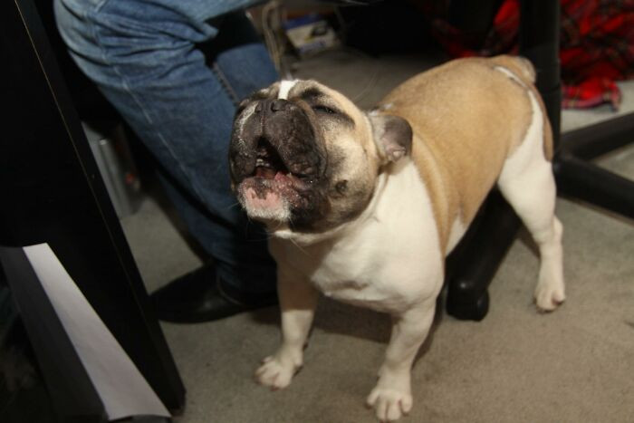 Thanks to this redditor's dog, she avoided danger.