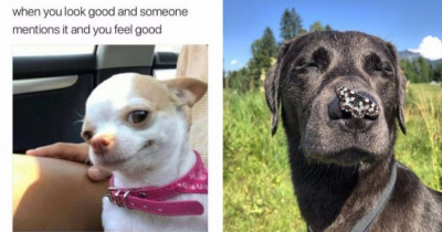 10+ Photos Of The Best Good Boys