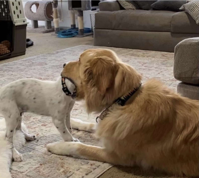 Funny interaction between Golden Retriever and small brother, both facing camera