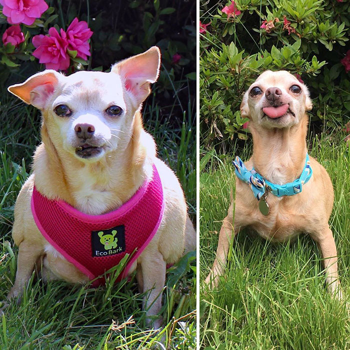 "One Year Ago vs. Today: 19 Lbs vs. 8.2 Lbs. Can You Believe That’s Me?"