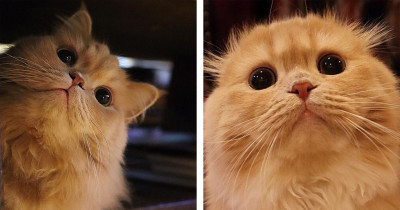 This Cat Has a Tail Like a Squirrel's and We Are in Love