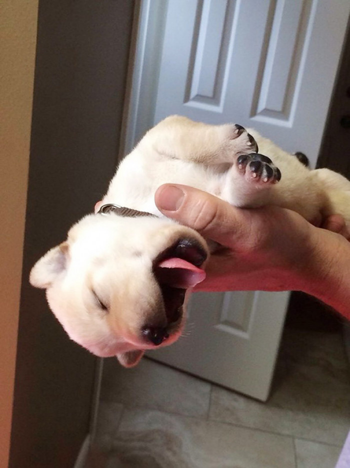 #29 I love his black and white paws! Such a sleepy little pup!