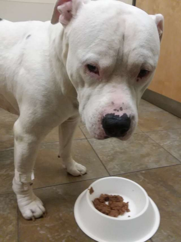 “He just started to slow down, and I didn't think that was normal; he was just laying beside me and following me everywhere,” Randy said.