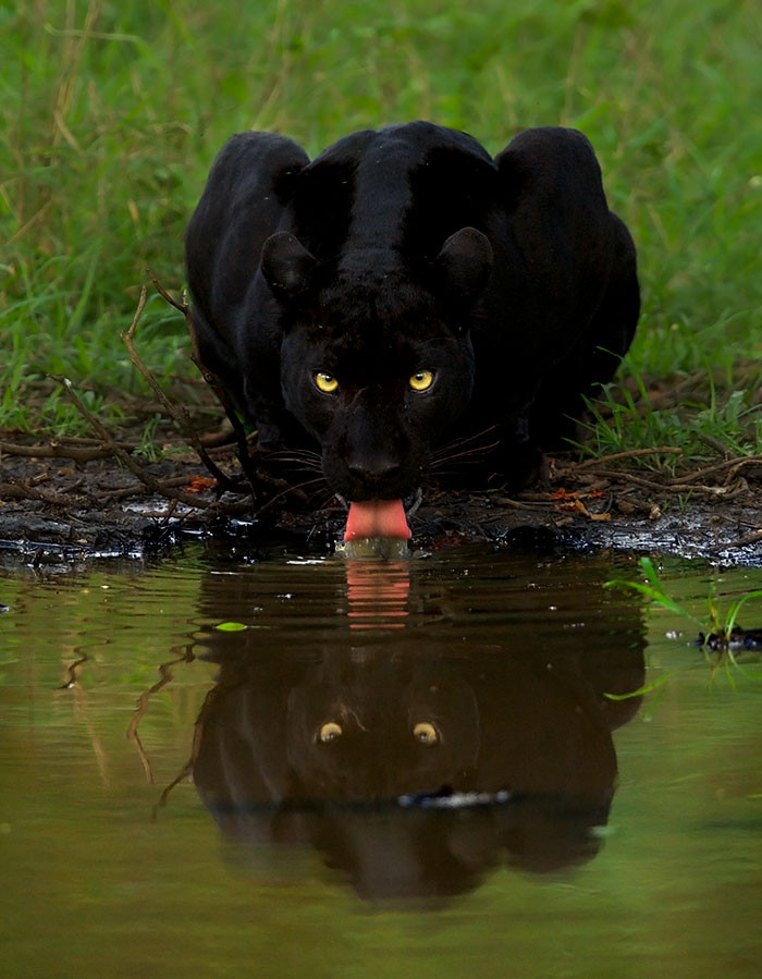 “Then there is the panther drinking and his reflection in the water, which also went viral a couple of years ago,” 