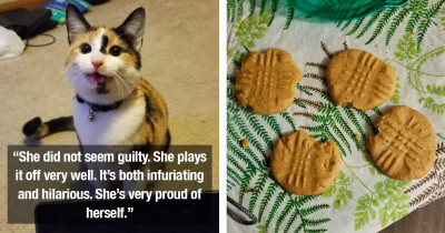 Cheeky Cat Opened Tupperware All By Herself and Took a Bite Out of Each Cookie