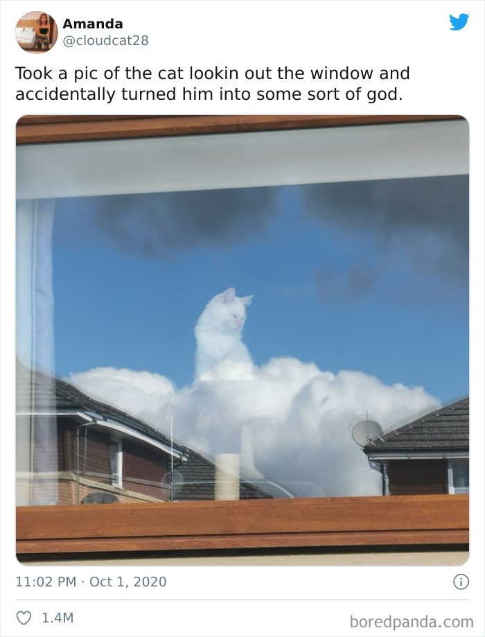 1. A Cat who is also a heavenly creature….. 