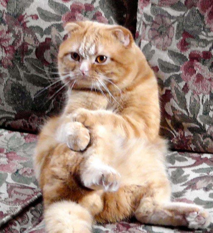 12. "My brother's cat sits like he is your psychologist."