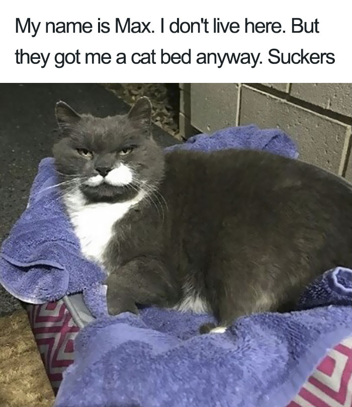 Pretty sure you just got adopted by a cat...