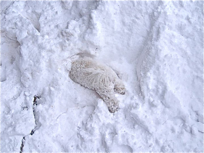 #26 Flossie is so in love she's lost within the snow!