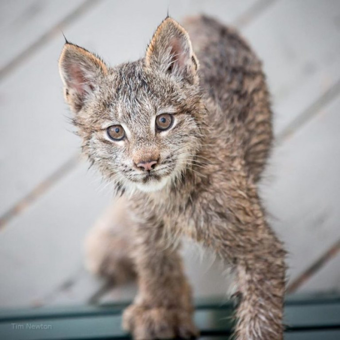 This is one of the seven kittens who hung around Newton's deck at his Alaska home.