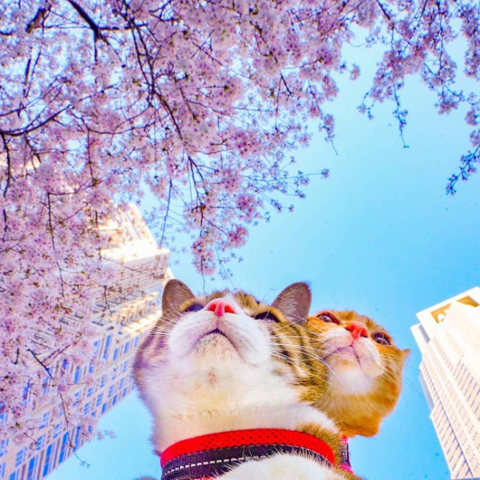 Living the dream? Daikichi and Fuku-Chan have toured Tokyo during cherry blossom season.