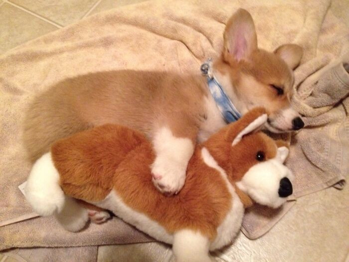 11. Corgi With His Toy