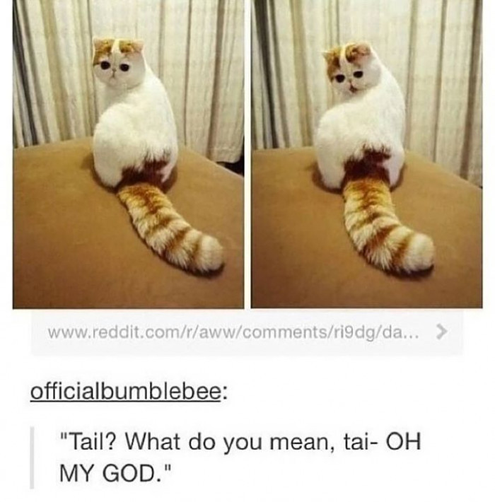 Discovering one's tail is a majestic moment.