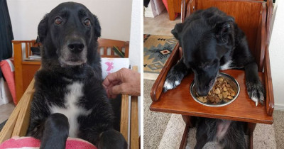 Doggo Can't Eat Normally, So Her Family Built Her A Special Chair