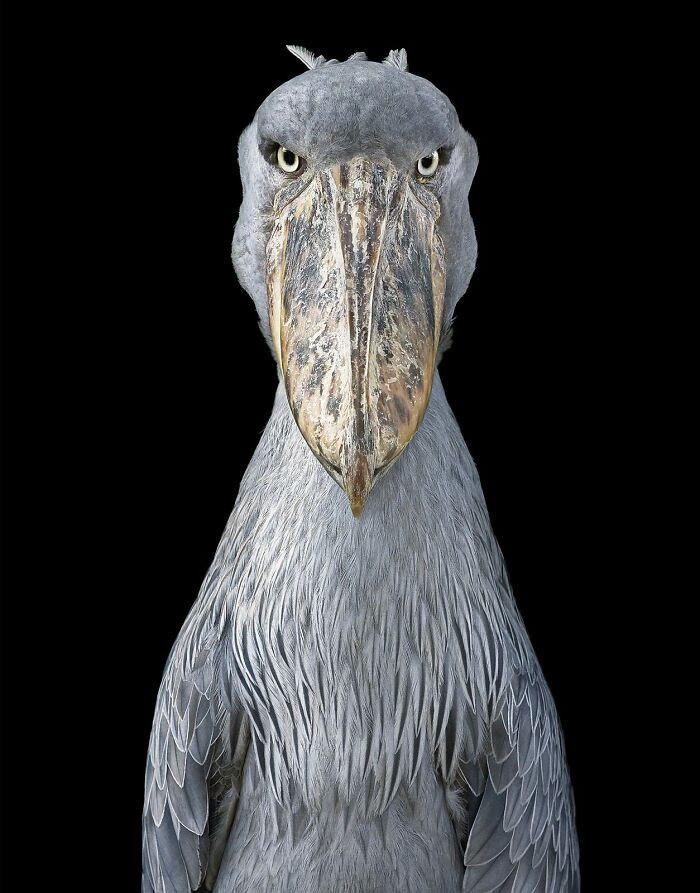 18. Shoebill